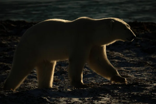 Backlit Polar Bear Walks Rocky Shore — 图库照片