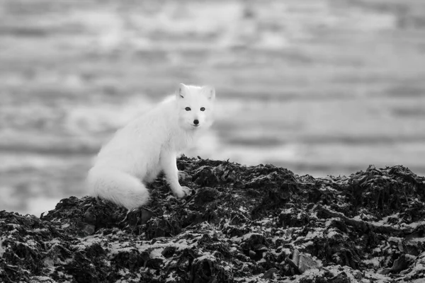 Mono Arctic Fox Rocks Eyeing Camera — Fotografia de Stock