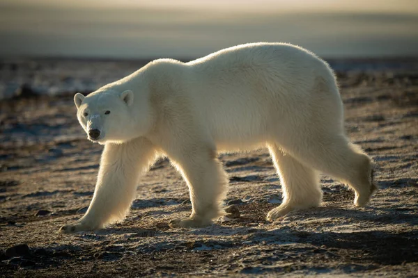 Backlit Polar Bear Walking Rocky Tundra —  Fotos de Stock