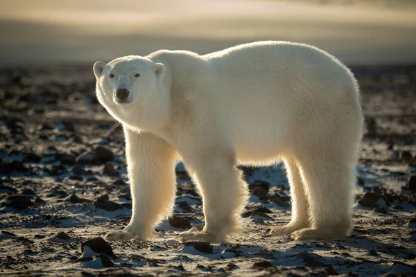 Backlit Polar Bear Stands Staring Tundra — Zdjęcie stockowe