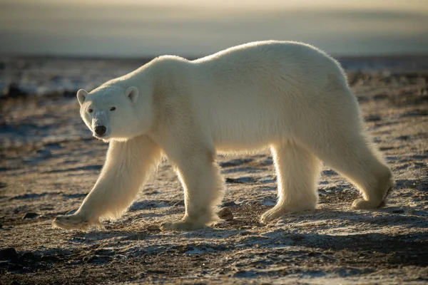 Backlit Polar Bear Walks Rocky Tundra — Photo