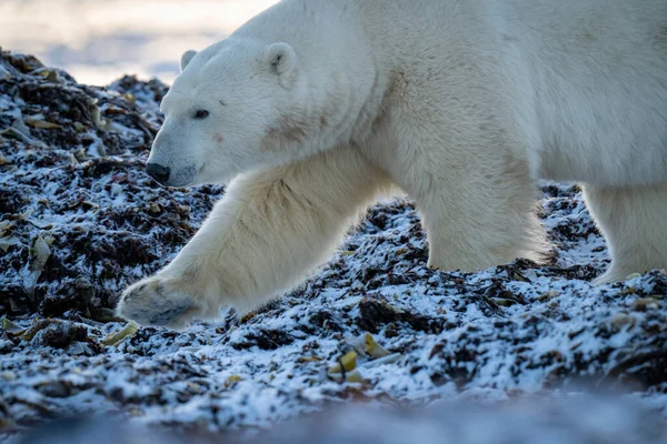 Close Polar Bear Crossing Snowy Rocks — Fotografia de Stock