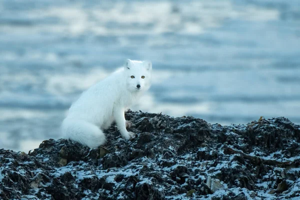 Arctic Fox Sits Rocks Eyeing Camera — Stock Fotó