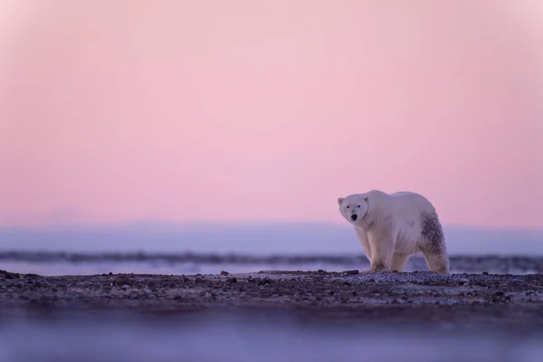 Male Polar Bear Tundra Dawn — Stockfoto