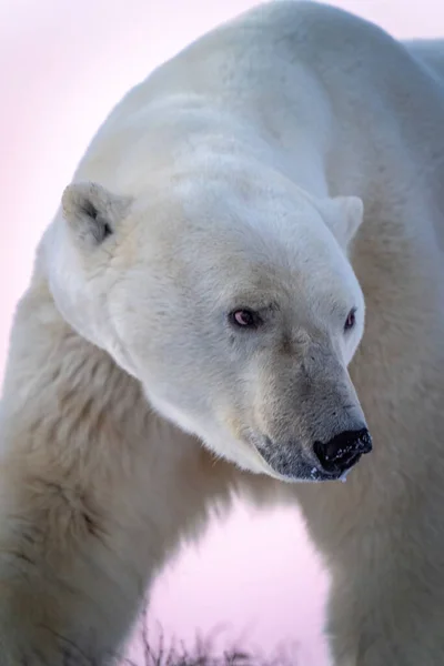 Close Polar Bear Moving Head Right — Foto Stock