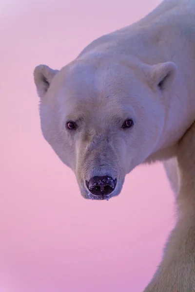 Close Male Polar Bear Glancing Back — Foto Stock