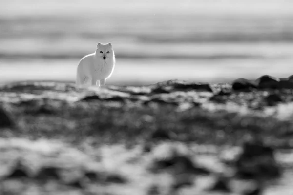 Mono Arctic Fox Tundra Eyeing Camera — Stok fotoğraf