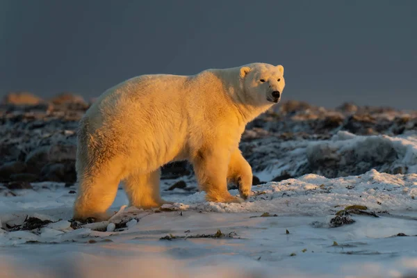 Male Polar Bear Crosses Tundra Sunset — 图库照片