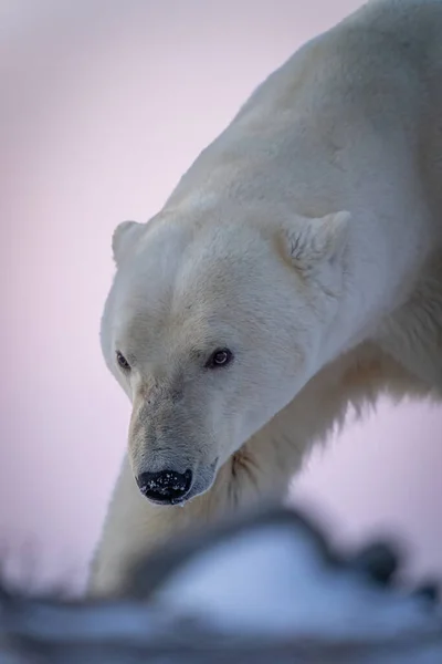 Close Polar Bear Snowy Snout — Stockfoto