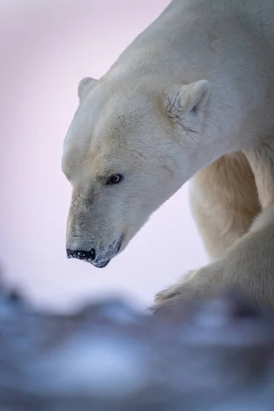 Close Polar Bear Snowy Nose — Stockfoto