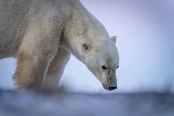 Close Polar Bear Standing Sniffing Ground — 스톡 사진