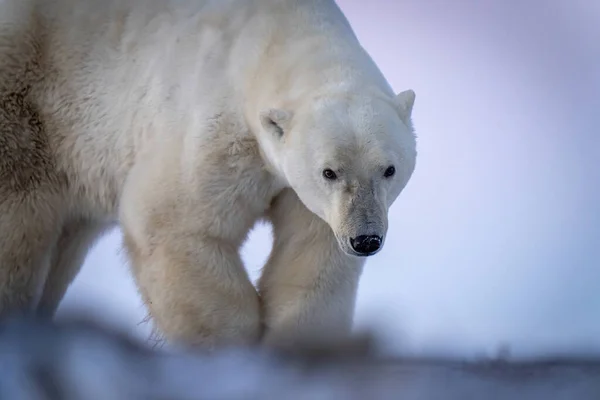 Close Polar Bear Walking Tundra — 图库照片