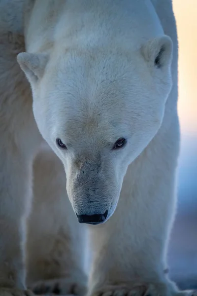 Close Polar Bear Holding Head — Foto Stock
