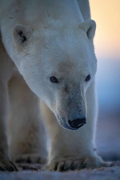 Close Polar Bear Head Legs — Foto Stock