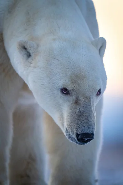 Close Polar Bear Head — Foto Stock