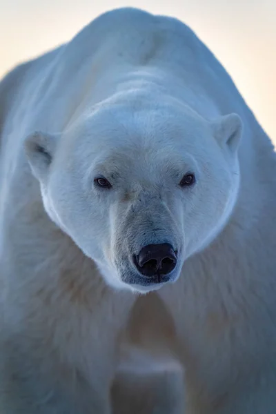 Close Polar Bear Staring Distance — Foto Stock