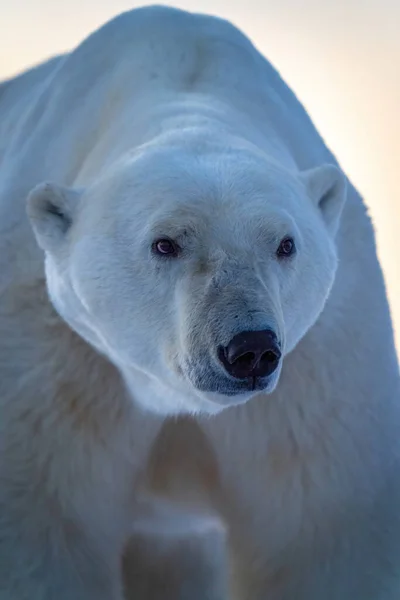 Close Polar Bear Standing Looking — Zdjęcie stockowe