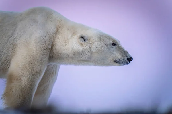 Close Polar Bear Purple Sky — 图库照片