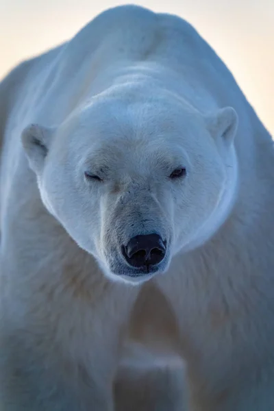 Close Polar Bear Winking Tundra — Foto Stock