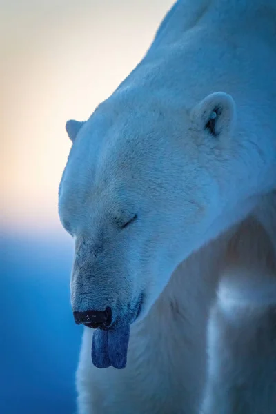 Close Polar Bear Tongue Out — Foto Stock