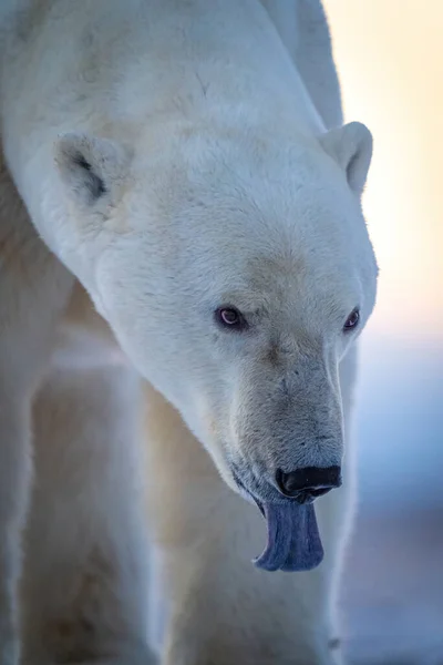 Close Polar Bear Tongue Lolling — Foto Stock