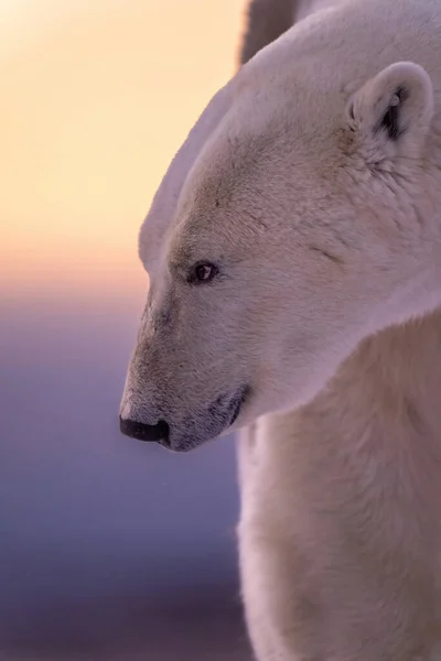 Close Male Polar Bear Looking Ahead — Foto Stock