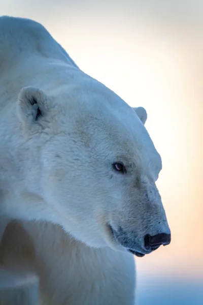 Close Polar Bear Standing Lowering Head — Foto Stock