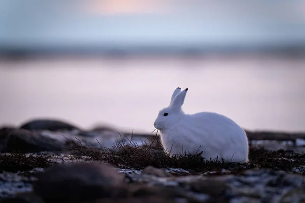 Arctic Hare Feeds Plants Tundra — Foto de Stock