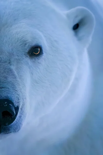 Close Half Polar Bear Face — Foto Stock