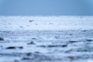 Kutup ayısı sağa bakan tundrada duruyor.