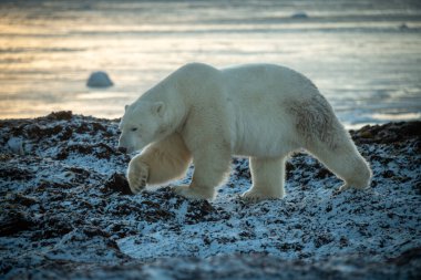 Polar bear walks across rocks on shoreline clipart