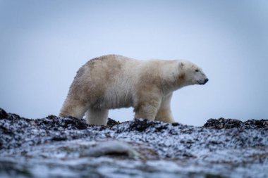 Kutup ayısı Tundra 'nın üzerinde duruyor ve önüne bakıyor