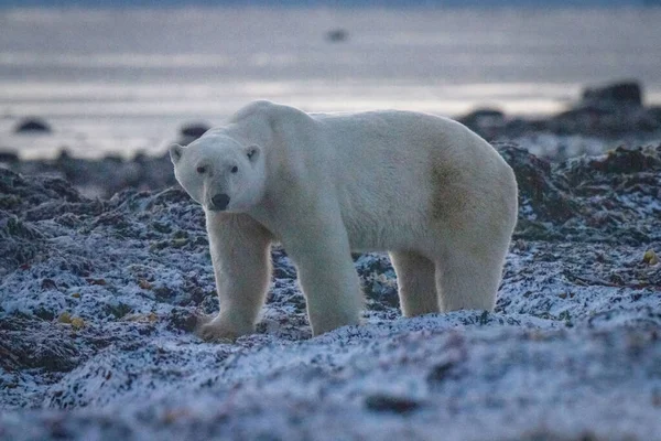 Niedźwiedź Polarny Stoi Głowicy Zawracania Wodorostów — Zdjęcie stockowe