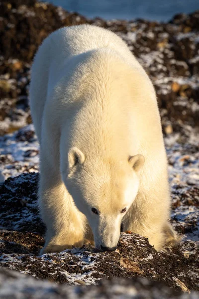 Urso Polar Alimenta Algas Terra — Fotografia de Stock