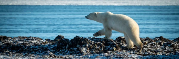 北极熊沿着海岸线行走的全景 — 图库照片