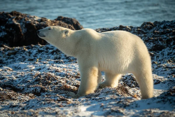 Isbjörn Står Klippor Som Sträcker Nacken — Stockfoto