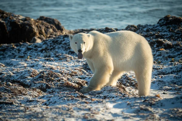 Oso Polar Las Rocas Con Lengua Fuera — Foto de Stock