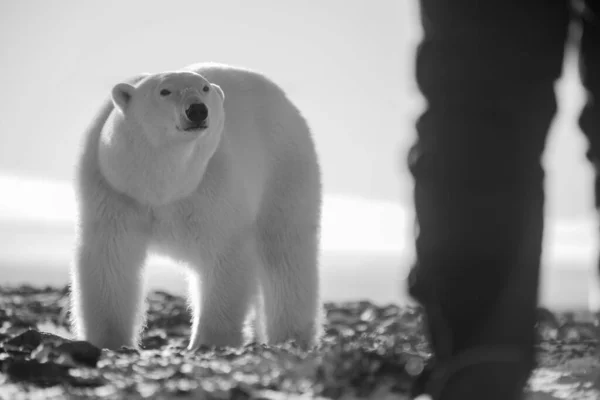Mono Isbjörn Ser Man Tundra — Stockfoto