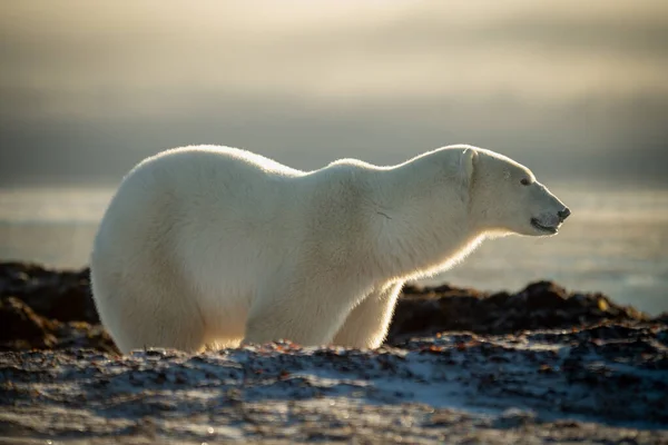 산등성 뒤에서 북극곰 — 스톡 사진