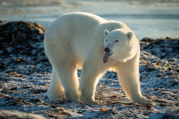 내밀어 해안선에 북극곰 — 스톡 사진