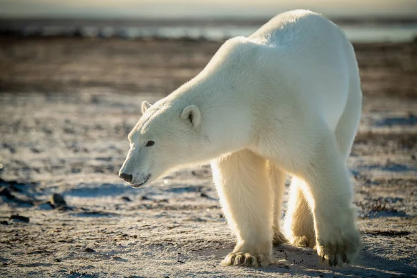 北极熊弯下腰盯着冻土带 — 图库照片