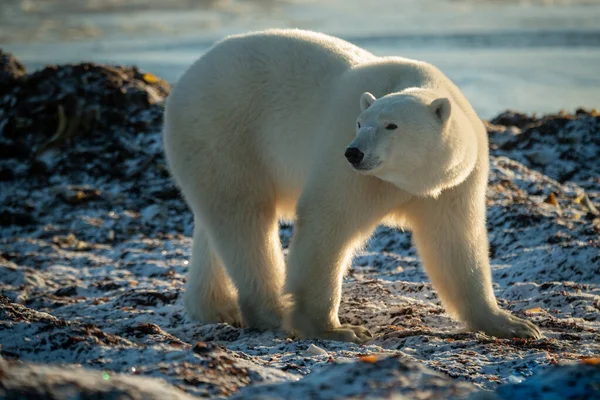 Ours Blanc Tient Debout Sur Tête Tournante Rivage — Photo