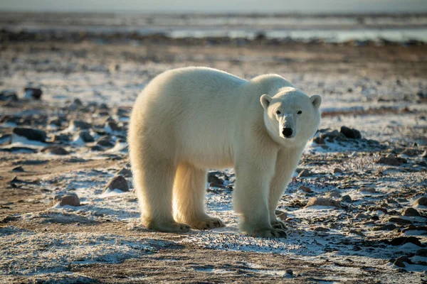 Ours Polaire Tient Debout Sur Toundra Enneigée Tournant Tête — Photo