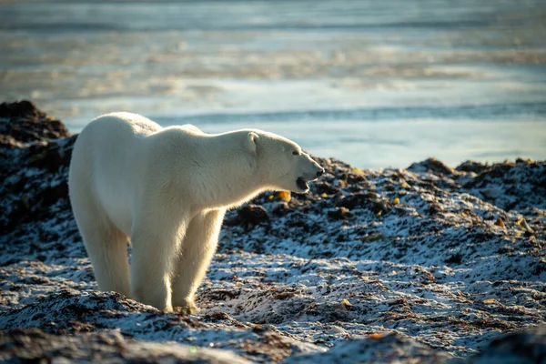 Niedźwiedź Polarny Stoi Linii Brzegowej Otwierając Usta — Zdjęcie stockowe