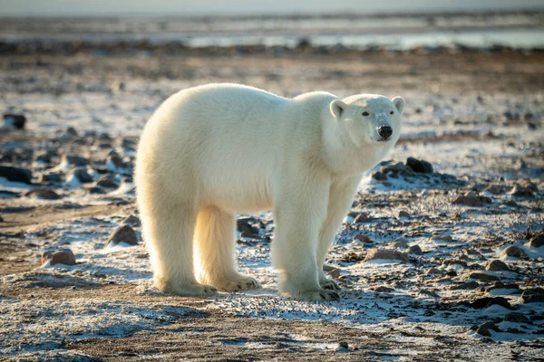 Urso Polar Fica Tundra Nevada Olhando Para Frente — Fotografia de Stock