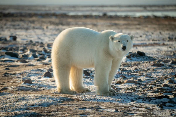 北极熊站在白雪覆盖的冻土带上 看着相机 — 图库照片