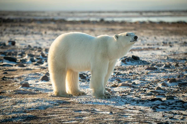 Urso Polar Fica Tundra Nevada Levantando Cabeça — Fotografia de Stock