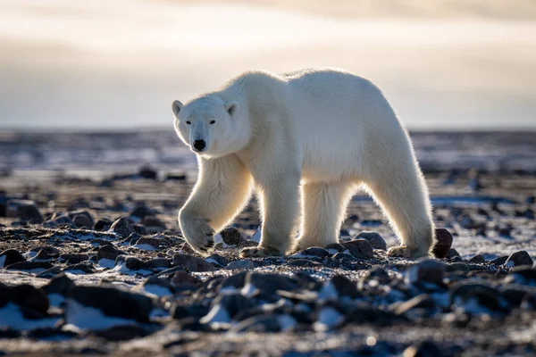 Niedźwiedź Polarny Przechodzi Przez Kamerę Tundra — Zdjęcie stockowe