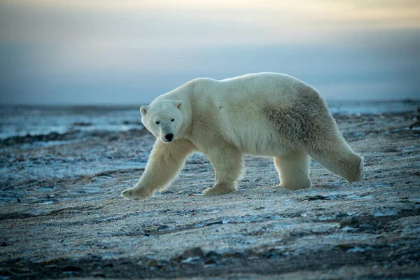 Oso Polar Camina Través Tundra Rocosa Plana — Foto de Stock