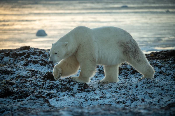北极熊在海岸线上走过岩石 — 图库照片